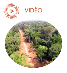 Le dessus des cartes – Gérer durablement les forêts