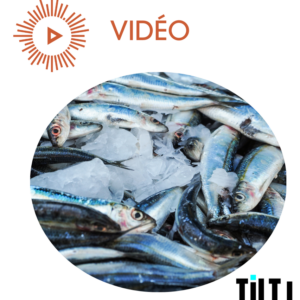 Peut-on lutter contre la pêche illégale ?