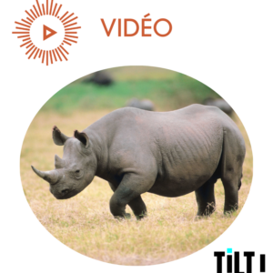 Devenir riche avec un rhinocéros ?!