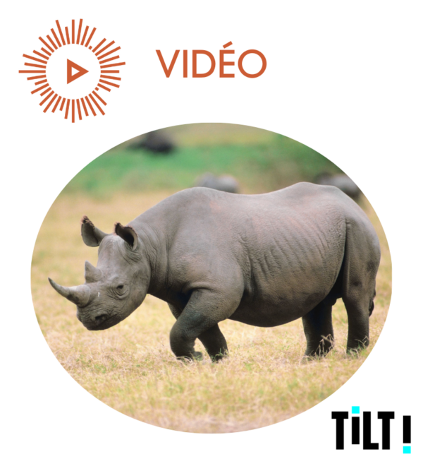 Devenir riche avec un rhinocéros ?!
